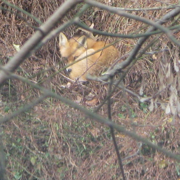 Meet your Posher, Doris - Picture 1 of 1